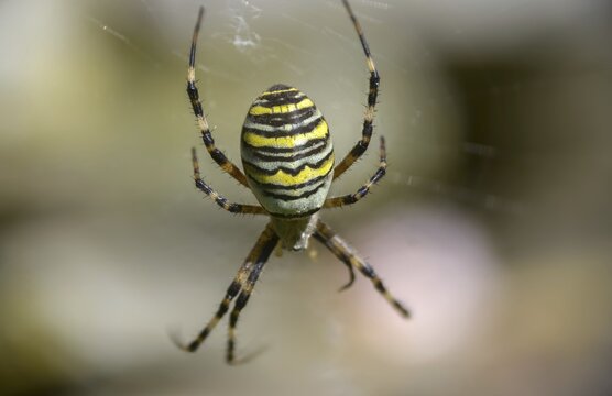 Argiope br&uuml;nnichi, silk ribbon spider, wasp spider, spider, spiders, wasp spider, zebra spider