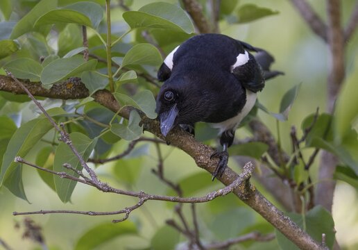 Magpie (Pica pica) sitting on a branch, Stuttgart, Baden-W&uuml;rttemberg, Germany