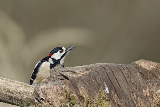 Great spotted woodpecker (Dendrocopos major), male, looking out from behind a tree stump overgrown with moss and lichen in the forest, Wilnsdorf, North Rhine-Westphalia, Germany