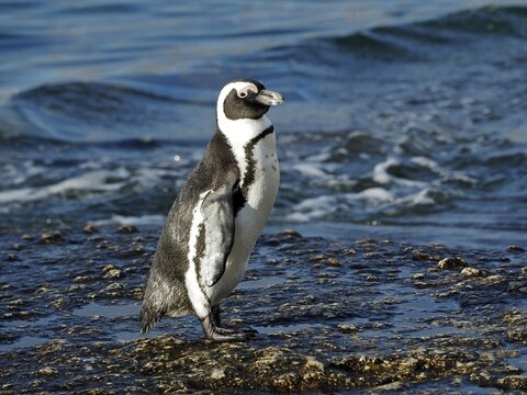 A black and white penguin, spectacled penguin (Spheniscus demersus), stands by the sea, framed by waves, Boulders Beach, Simon's Town, Cape Town, South Africa