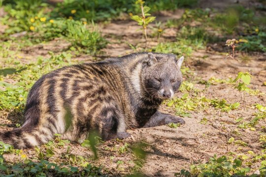 An African civet (Civettictis civetta) rests on the forest floor and enjoys the late sunlight