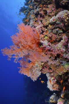 Hemprich's Tree Coral (Dendronephthya hemprichi) with a school of sea goldie (Pseudanthias squamipinnis) . Dive site Daedalus Reef, Egypt, Red Sea