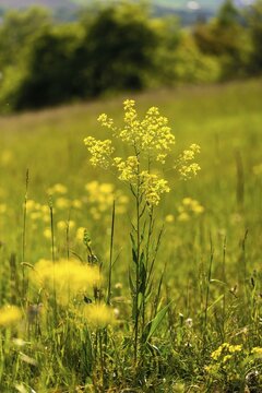 Brassicaceae, bunias orientalis, alien plant, smooth grouper, cruciferous vegetable, neobiota, neophyte, oriental grouper, problem plants, turkish rocket, turkish wartycabbage, turkish arugula, spike, spike, flora, high size, hill mustard, portrait format, invasive species, plants, warty cabbage