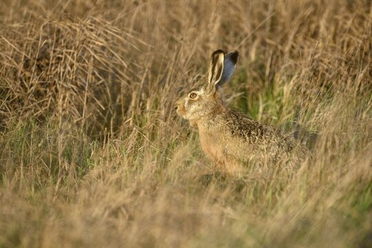 Hare (Lepus europaeus) sitting in tall grass, National Park Lake Neusiedl, Burgenland, Austria
