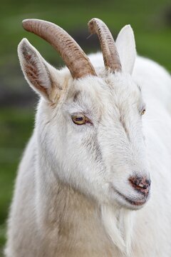 White domestic goat (Capra aegagrus hircus) billy goat, animal portrait, Schleswig-Holstein, Germany