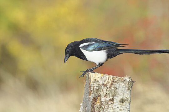 European magpie (Pica pica) sitting on a stump of a grey birch (Betula populifolia), with autumn background, autumn, Indian summer, wildlife, ravens, nature photography, Wilnsdorf, North Rhine-Westphalia, Germany