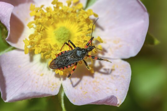 Ringed murder bug, heteroptera, murder bug, Reduviidae, Rhinocoris annulatus, insects, predatory bugs, bedbugs