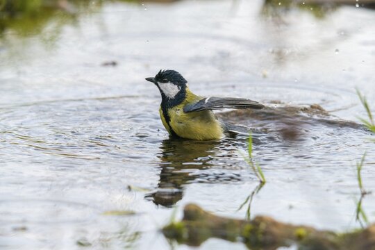 Great tit, great tit, parus major, bath, bird bath, birds, tit, passeri, songbirds, songbirds, tits, potions, birdbath, birds, watering place