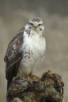 Common steppe buzzard (buteo buteo), light variant, light morph, sitting on a tree root, front view photo, North Rhine-Westphalia, Germany