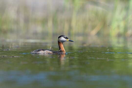 Brandenburg, Germany, Nabu, Nabu project, national natural heritage, Gr&uuml;nhaus natural paradise, podiceps grisegena, red-necked grebe, red-necked grebe, post-mining landscape, birds, grebe, greenhouse, rag grebes, podicipedidae, divers, birds, waterbirds, waterbirds, waterbirds