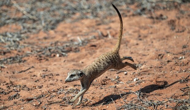 Running meerkat (Suricatta suricata), Kgalagadi Transfrontier Park, Northern Cape, South Africa