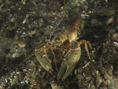 European crayfish (Astacus astacus) at night, Strick dive site, Lake Zug, Arth, Canton Zug, Switzerland