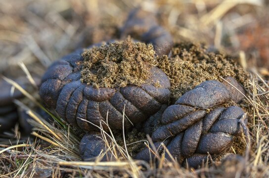 Cows, droppings, dung, feces, solution, manure, cattle, beef droppings, beef solution, decomposition