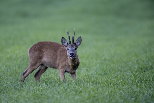 Roebuck (Capreolus capreolus), Emsland, Lower Saxony, Germany