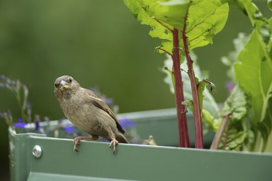 House sparrow (Passer domesticus) adult garden bird feeding on swiss chard vegetable plants in a raised bed in summer, England, United Kingdom