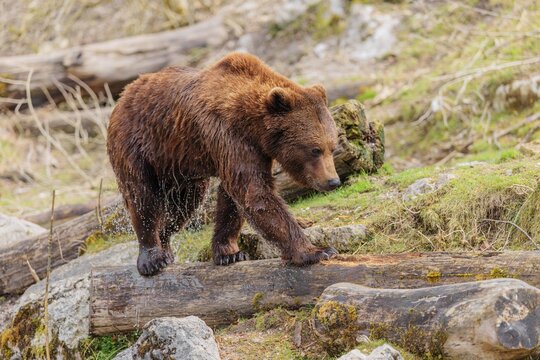 A young male brown bear (Ursus arctos arctos), soaked from bathing in a stream, runs over hilly terrain past rocks and rotting tree trunks