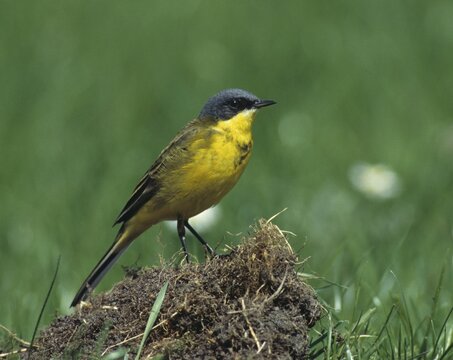 Dark-headed wagtail, motacilla flava thunbergi, Nordic sheeptail, birds, male, passeri, songbirds, birds