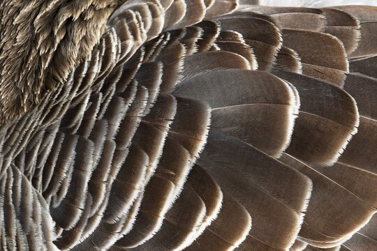 Feathers, cover plumage of a greylag goose (Anser anser), Schleswig-Holstein, Germany