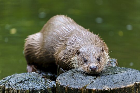 European otter (Lutra lutra), Germany: An otter is lying flat on a tree trunk, enjoying its surroundings