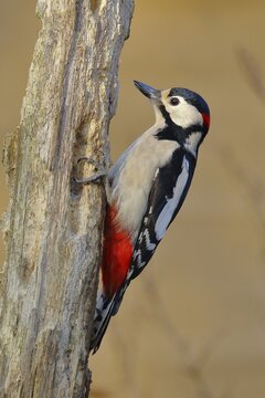 Great spotted woodpecker (Dendrocopos major), male, sitting on dead wood, Siegerland, North Rhine-Westphalia, Germany