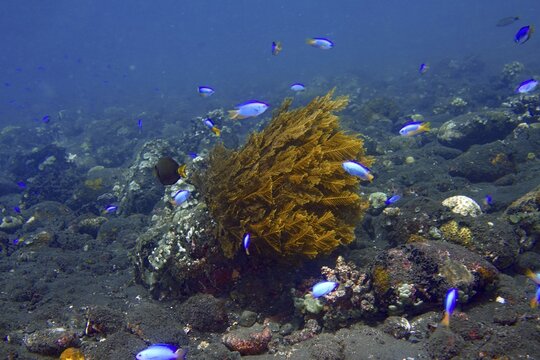 Blue fish, neon damselfish (Pomacentrus coelestis), swarm around cypress nettle fern (Aglaophenia cupressina), a hydrozoan, in a living reef at the USAT Liberty dive site, Tulamben, Bali, Indonesia