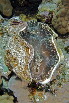 Maxima clam (Tridacna maxima), Panorama Reef Dive Site, Hurghada, Egypt, Red Sea