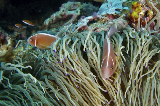 Two clownfish, the collared anemonefish (Amphiprion perideraion), swim through a large, striking green sea anemone on the reef, at the Coral Garden dive site, Menjangan, Bali, Indonesia