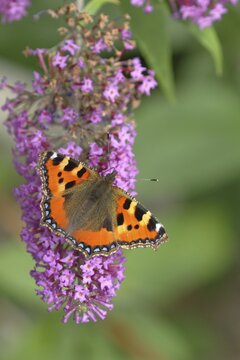 Small tortoiseshell (Aglais urticae), on summer lilac or butterfly-bush (Buddleja davidii), North Rhine-Westphalia, Germany