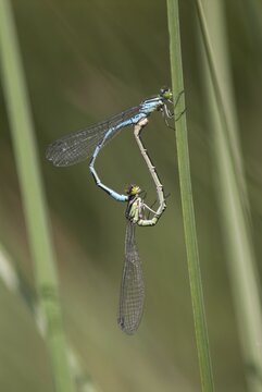 Coenagrion hastulatum, northern damselfly, spearhead flower, spear azurmaid, couple, damselflies, dragonflies, high size, portrait format, insects, dragonflies, mating wheel, odonata, mating, mating wheel, zygoptera