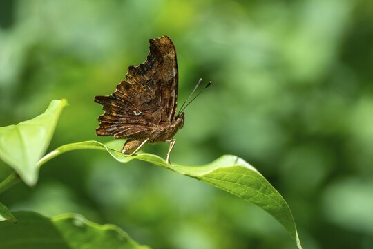 C-butterfly, comma butterfly, nymphalis c-album, polygonia c-album, butterfly, insects, butterfly, butterflies