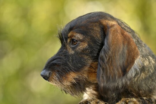 Wire-haired dachshund (Canis lupus familiaris) puppy, male, 5 months, pet portrait, Baden-W&uuml;rttemberg, Germany