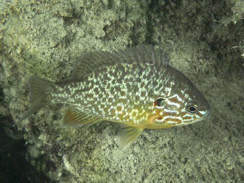 A colourfully patterned pumpkinseed sunfish (Lepomis gibbosus) swims along a rocky underwater wall at the &lsquo;Gro&szlig;er Parkplatz' dive site, Herrliberg, Lake Zurich, Canton of Zurich, Switzerland
