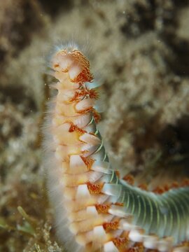 Close-up of a segmented fireworm with clearly visible bristles, fire bristle worm (Hermodice carunculata), dive site: El Cabron Marine Protected Area, Arinaga, Gran Canaria, Spain, Europe, Atlantic Ocean