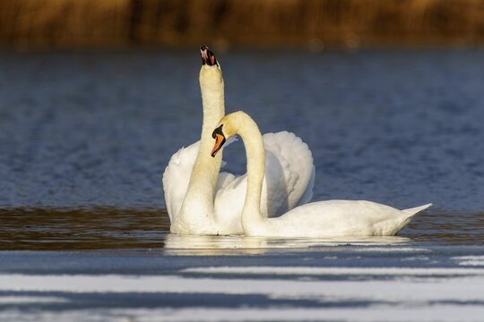 Mute Swan (Cygnus olor), wildlife, Germany. A pair of swans show their affection in the reflective waters of a lake in the evening light