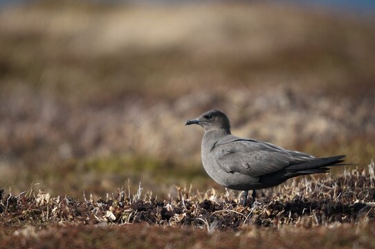 Arctic hunter, arctic skua, arctic tern, Norway, parasitic hunter, parasitic skua, parasite predatory gull, stercorarius parasiticus, varanger, birds, charadriiformes, limikolen, predatory gulls, stercorariidae, birds