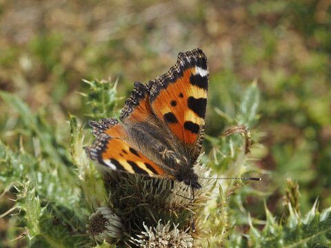 A butterfly with vibrant orange wings, the Small tortoiseshell (Aglais urticae), on a thistle, Goms, Canton of Valais, Switzerland