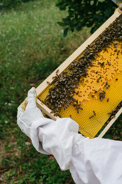 Hands with protective gloves holding honeycomb frame with bees o