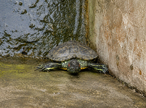 Curious Turtle in a Damp Corner.