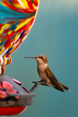 Naklejka premium Hummingbird feeding at a colorful bird feeder during the day in a natural setting