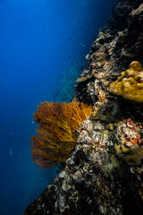 Golden yellow sea fan coral growing on an underwater cliff wall in ocean. © PIPE DIVE UNDERWATER