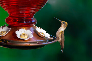 Naklejka premium A hummingbird feeds from a red feeder in a garden during the afternoon sun