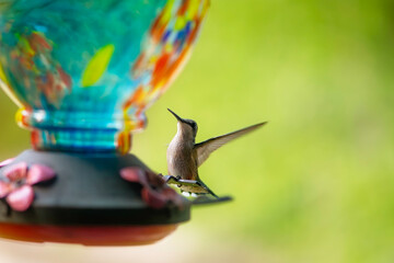 Naklejka premium Hummingbird feeds from colorful feeder in a backyard during late afternoon hours