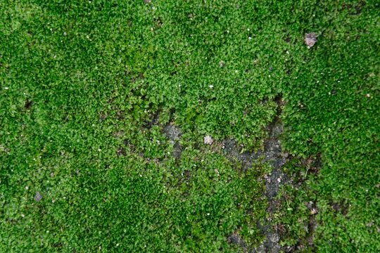 Green Moss on Stone & Concrete Surface