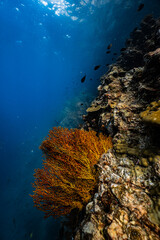 Golden yellow sea fan coral growing on an underwater cliff wall in ocean. © PIPE DIVE UNDERWATER