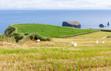 Fototapeta premium Atlantic Coast of San Miguel Island, Azores, Portugal. Green farmland with grazing cows. Rolling hills and ocean coastline in the background.