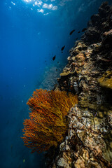 Golden yellow sea fan coral growing on an underwater cliff wall in ocean. © PIPE DIVE UNDERWATER