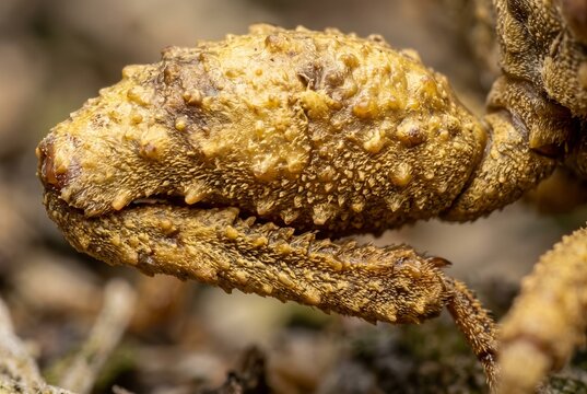 Extreme close up of a bumpy raptorial front leg of an ambush bug