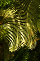 green fern leaves © Ира Игнатенко