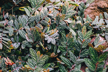 Obraz premium Dense patterned foliage in botanical garden