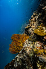 Golden yellow sea fan coral growing on an underwater cliff wall in ocean. © PIPE DIVE UNDERWATER
